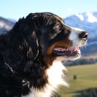 Berner Sennenhündin LARA vor den Allgäuer Alpen