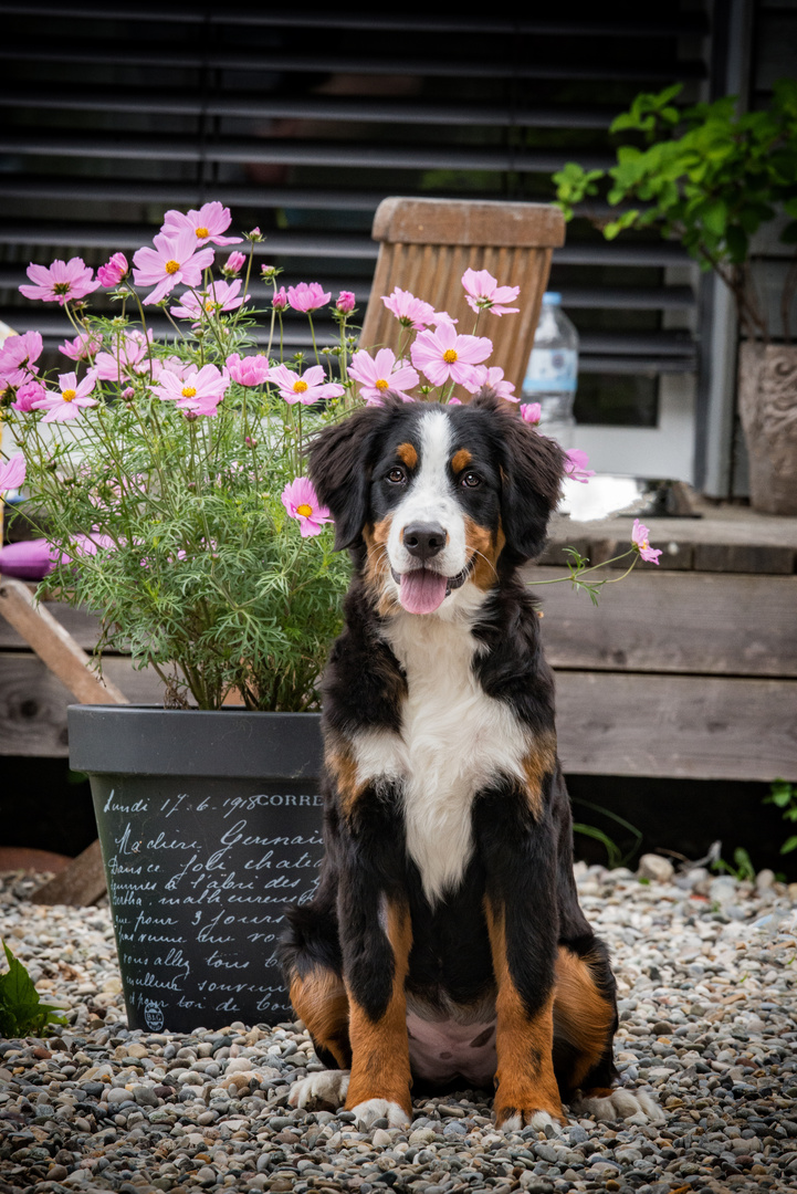 Berner Sennenhündin Luna