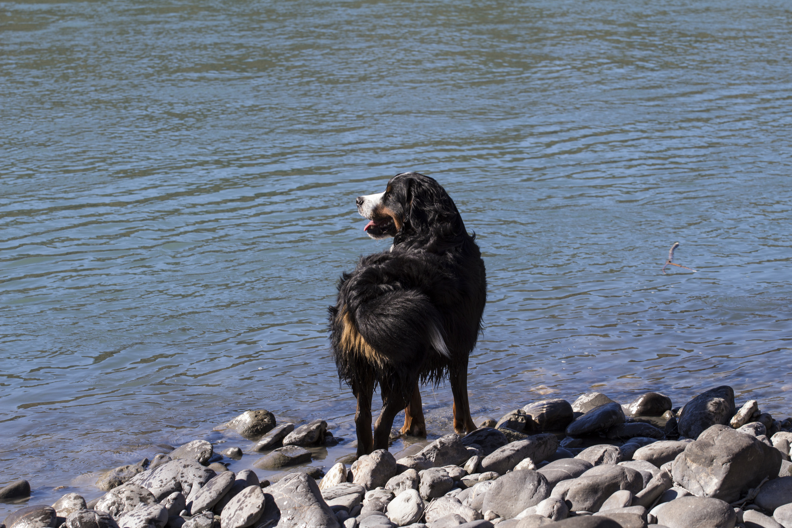 Berner Sennenhund