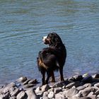 Berner Sennenhund