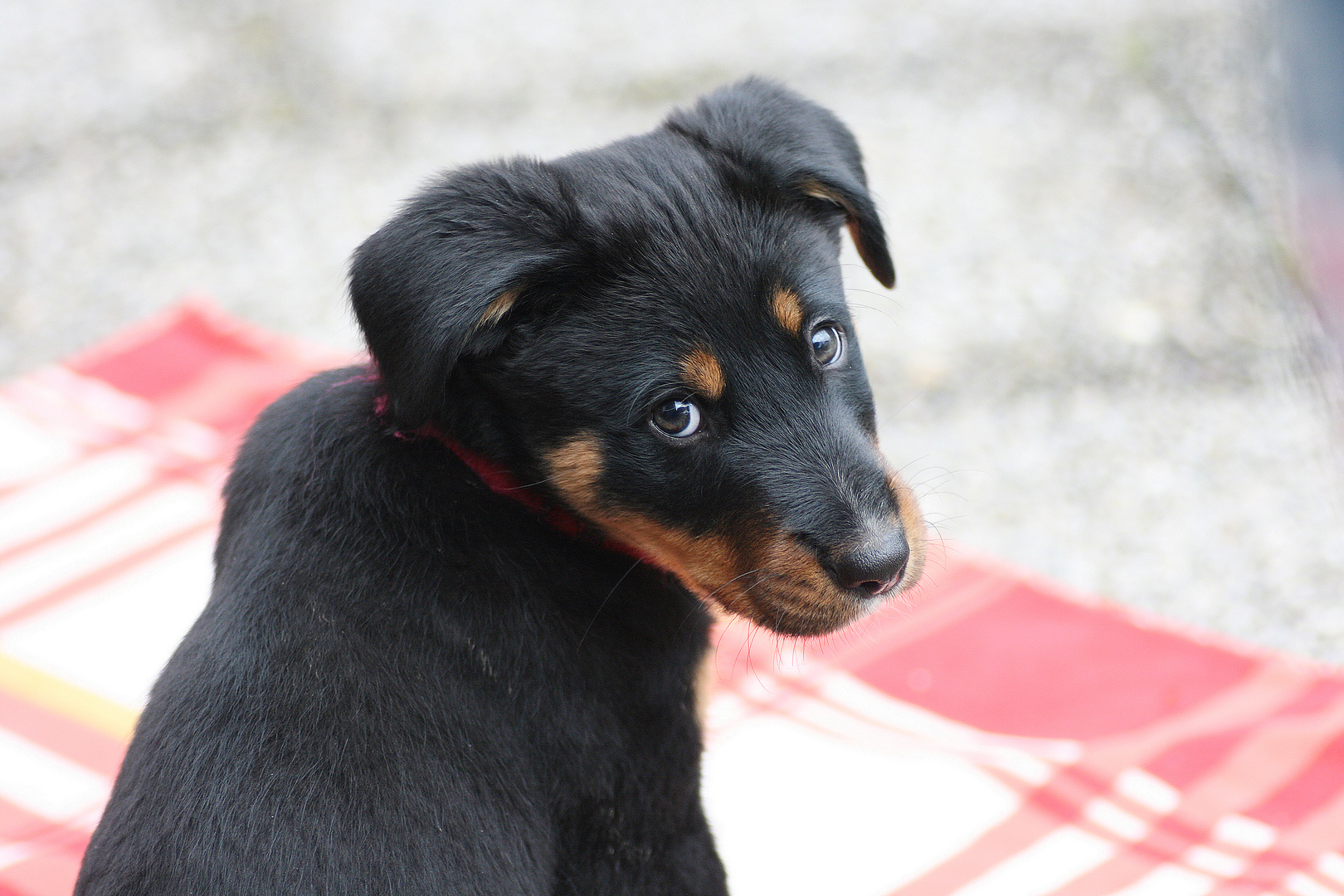 Berner Sennenhund