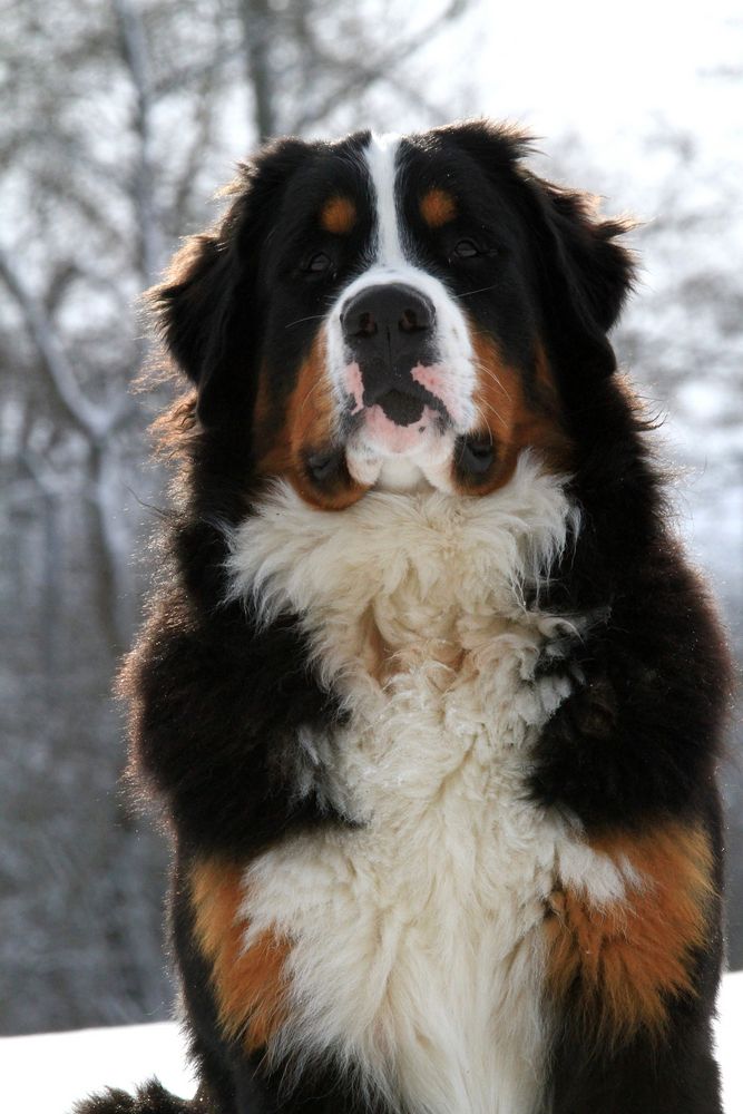 Berner Sennenhund