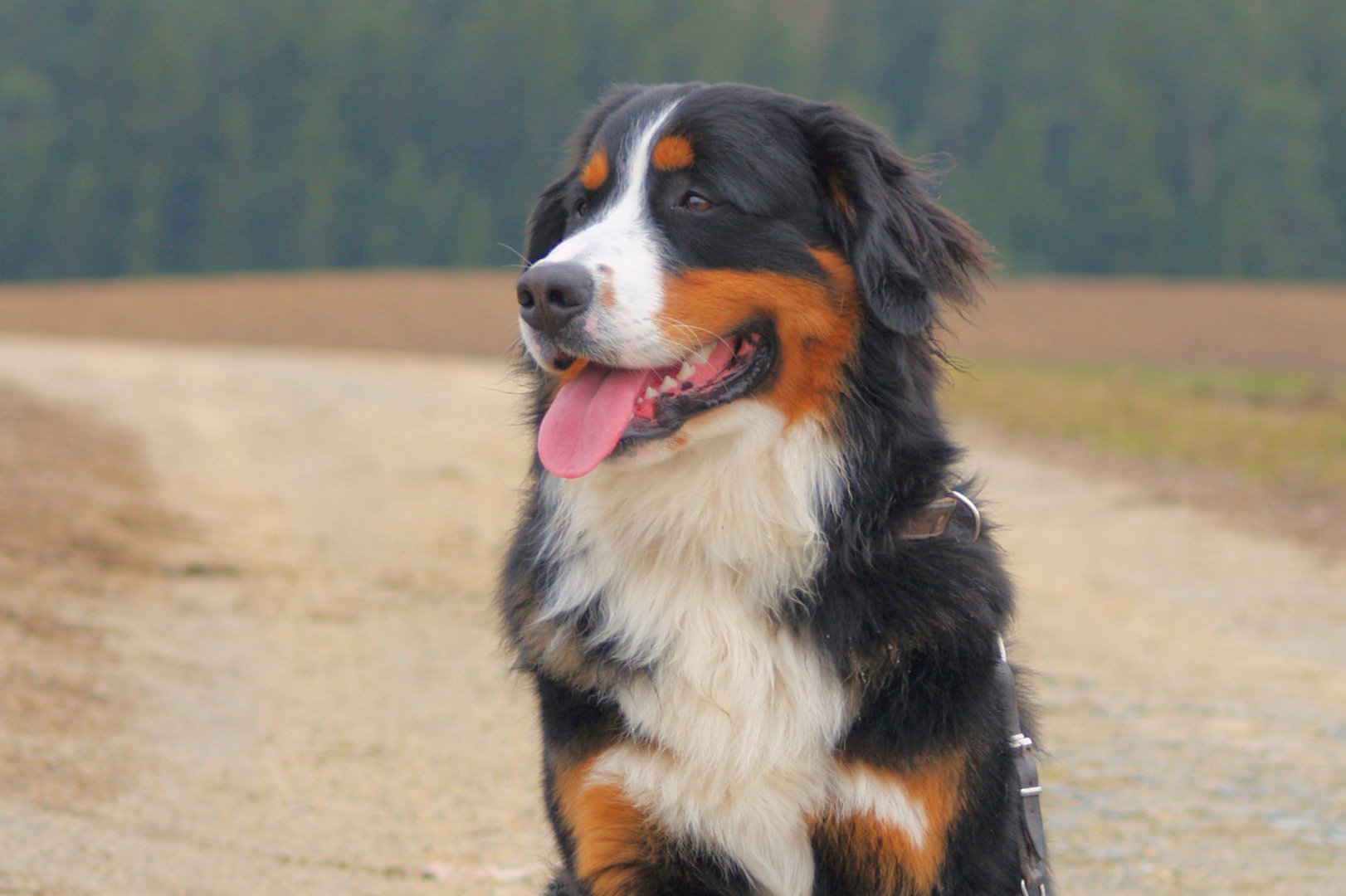 Berner Sennenhund