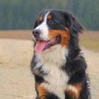 Berner Sennenhund