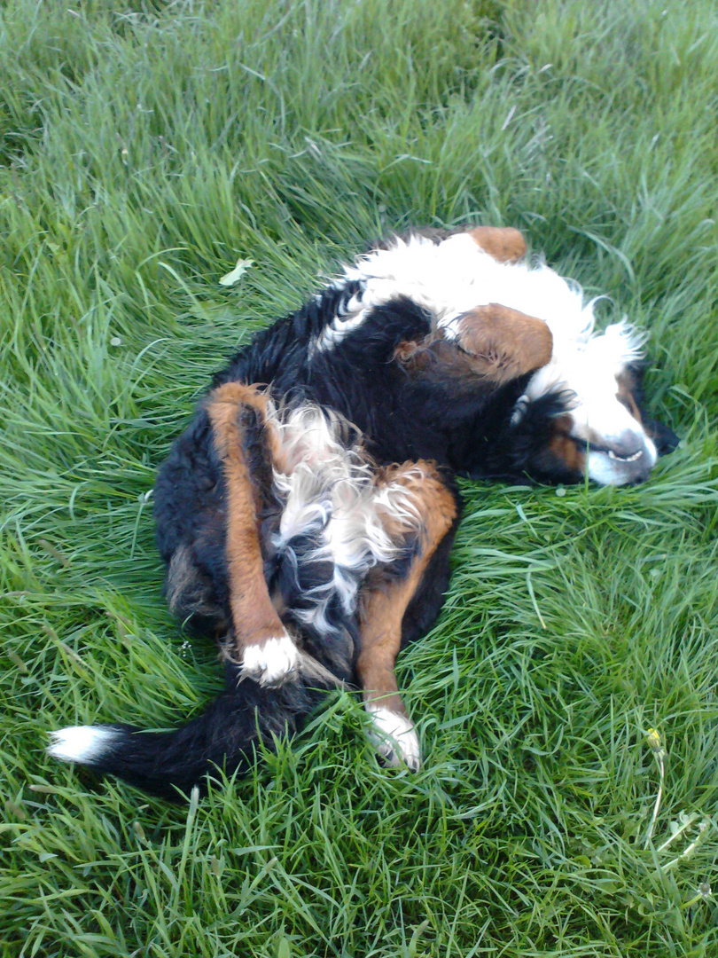 Berner Sennenhund