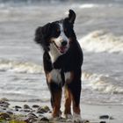 Berner Sennenhund