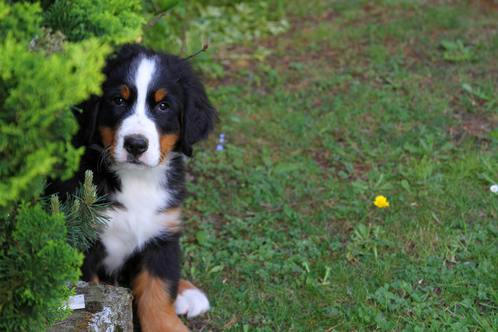 Berner Sennenhund