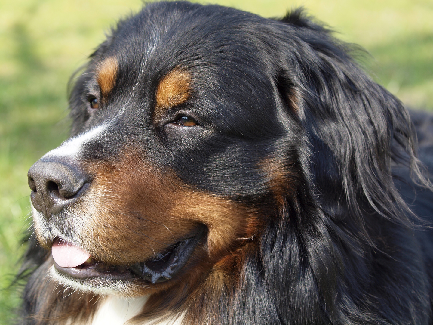 Berner Sennenhund