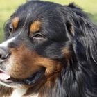 Berner Sennenhund