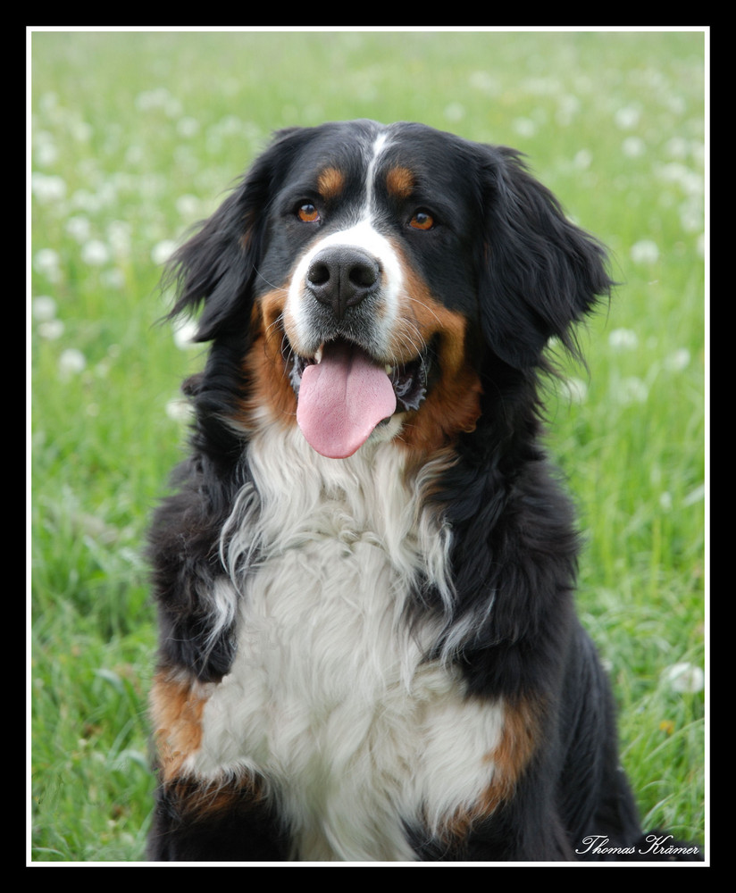 Berner Sennenhund