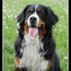 Berner Sennenhund