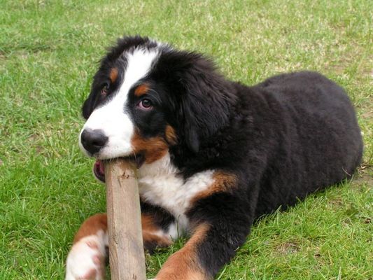 Berner Sennenhund