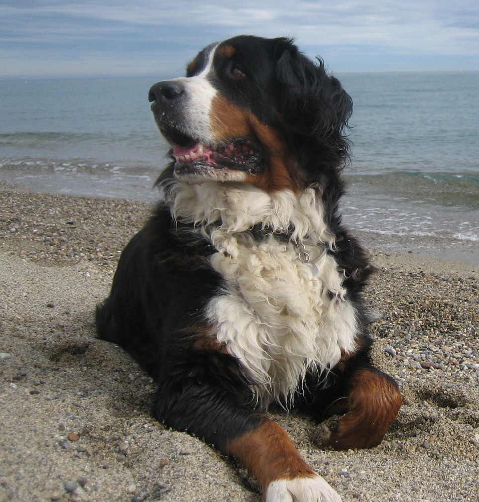 Berner Sennenhund am Strand