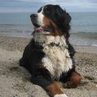 Berner Sennenhund am Strand