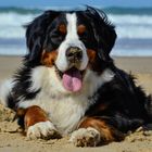 Berner Sennenhund am Strand