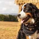 Berner Sennenhund auf Heu 2