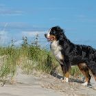 Berner Sennenhund