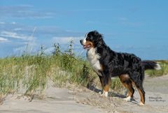 Berner Sennenhund