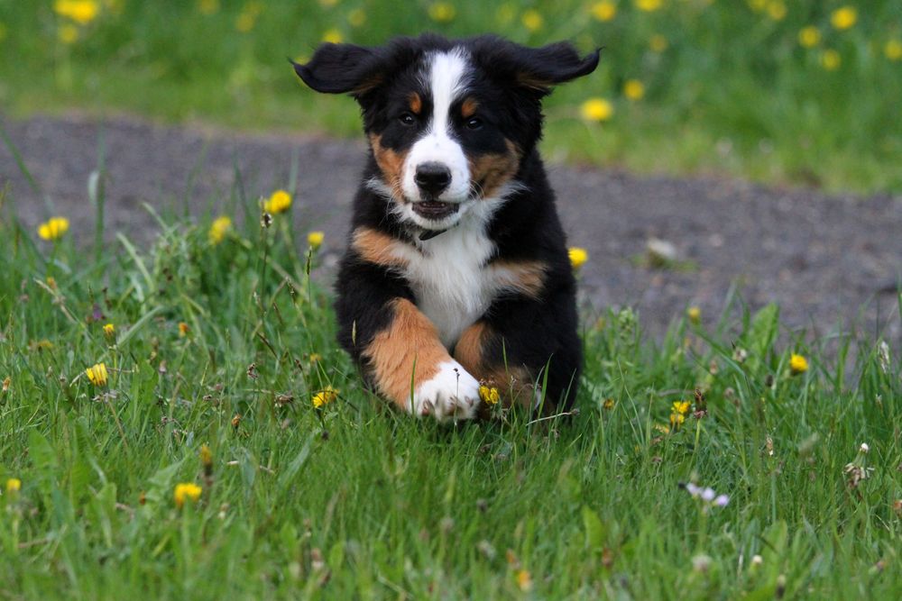 Berner Sennenhund Bäri