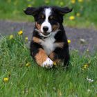 Berner Sennenhund Bäri