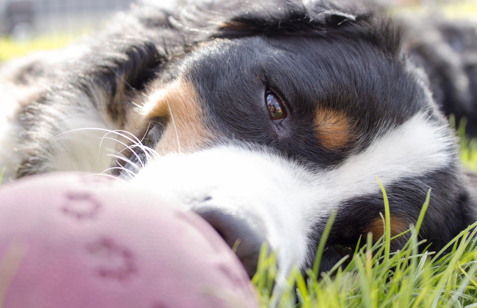 Berner Sennenhund beim Chillen im Garten