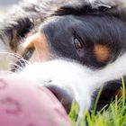 Berner Sennenhund beim Chillen im Garten