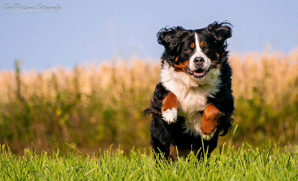 Berner Sennenhund - Bonita