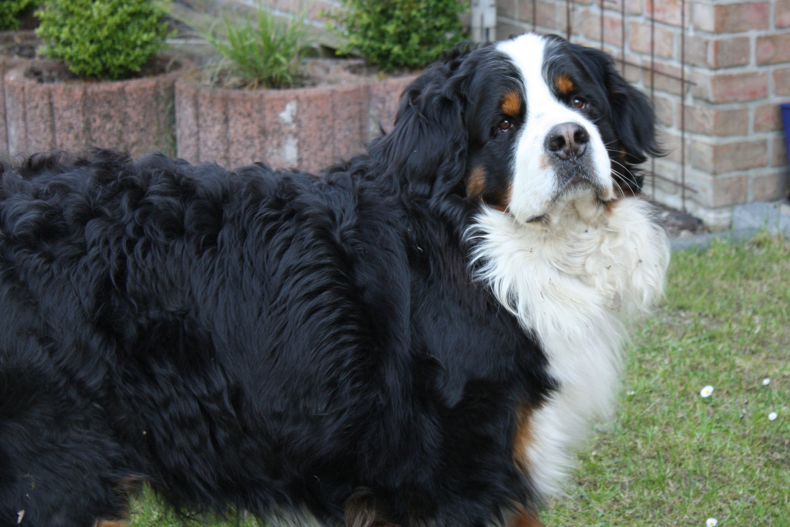 Berner Sennenhund