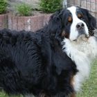 Berner Sennenhund