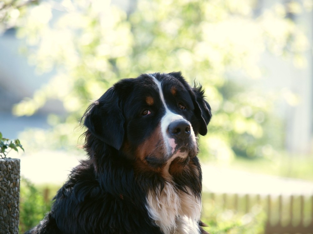 Berner Sennenhund