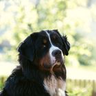 Berner Sennenhund