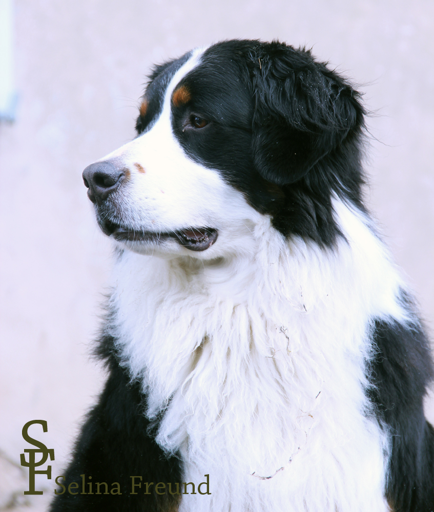 Berner Sennenhund