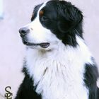 Berner Sennenhund