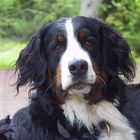 Berner Sennenhund Domino