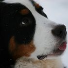 Berner Sennenhund