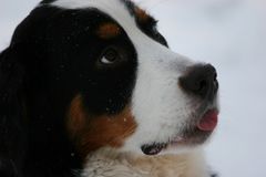 Berner Sennenhund