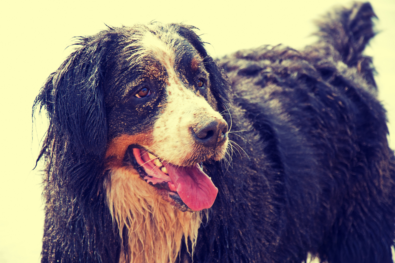 Berner Sennenhund