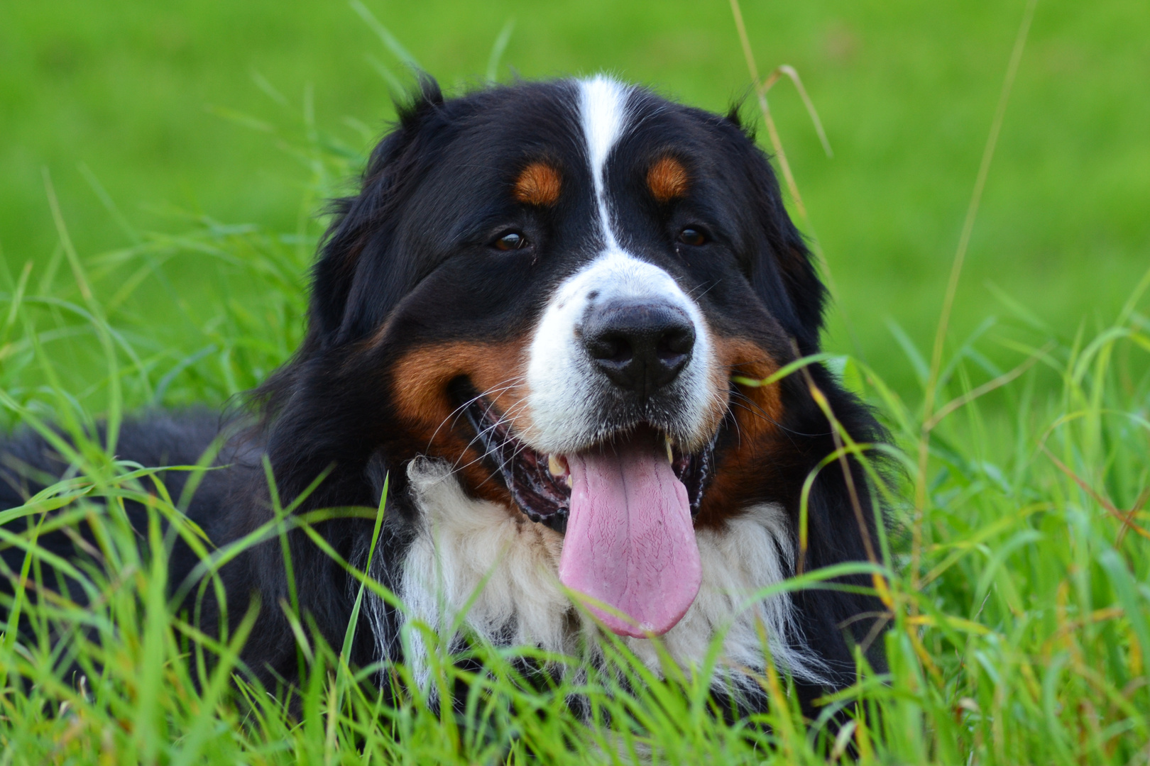 Berner Sennenhund