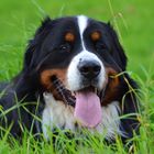 Berner Sennenhund