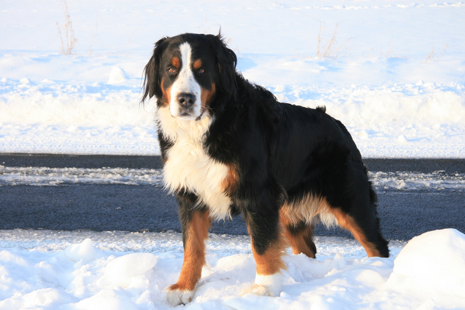 Berner Sennenhund Farah..