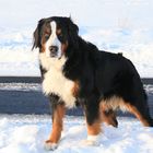 Berner Sennenhund Farah..