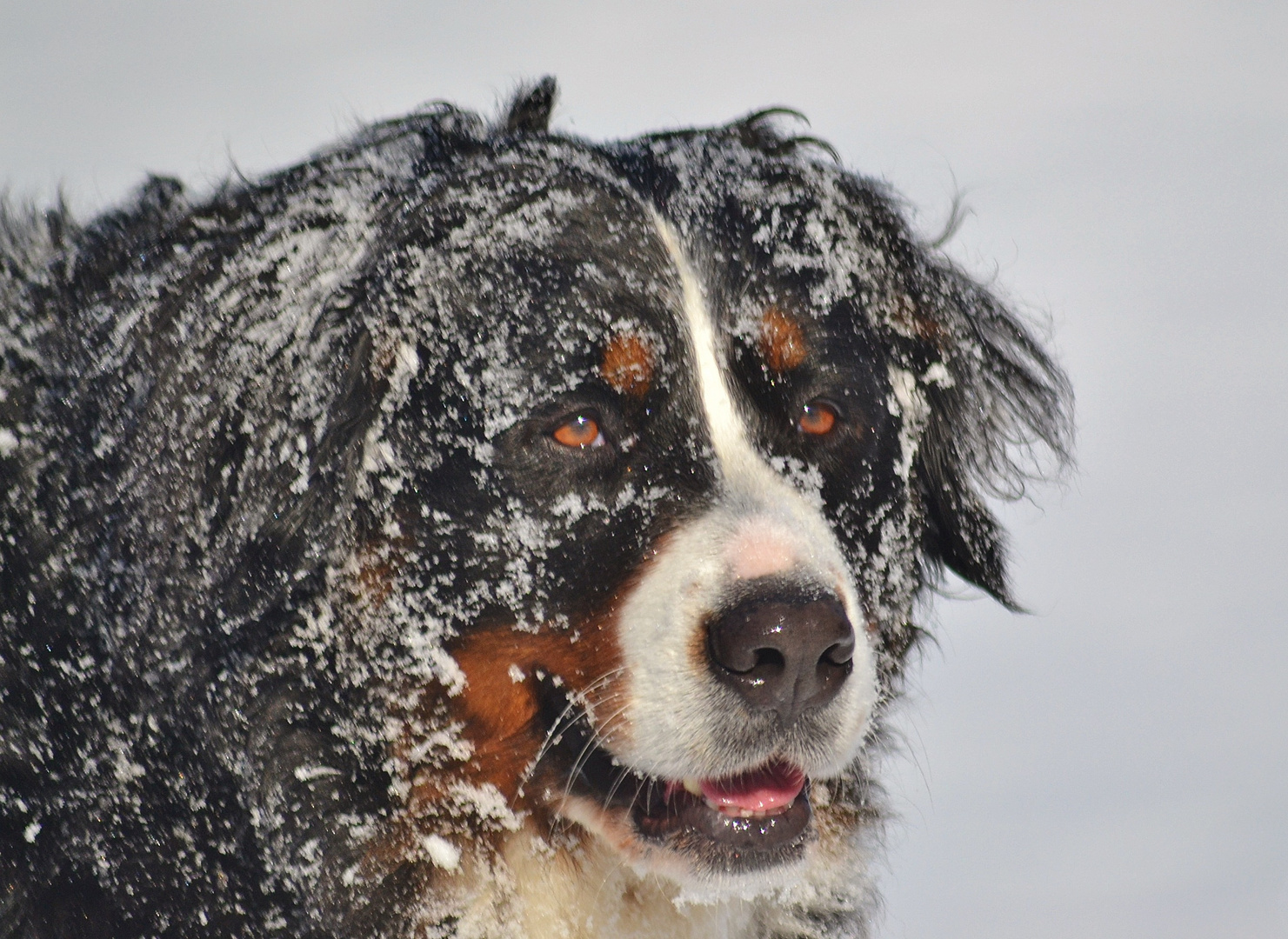 Berner Sennenhund im Schnee