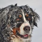 Berner Sennenhund im Schnee