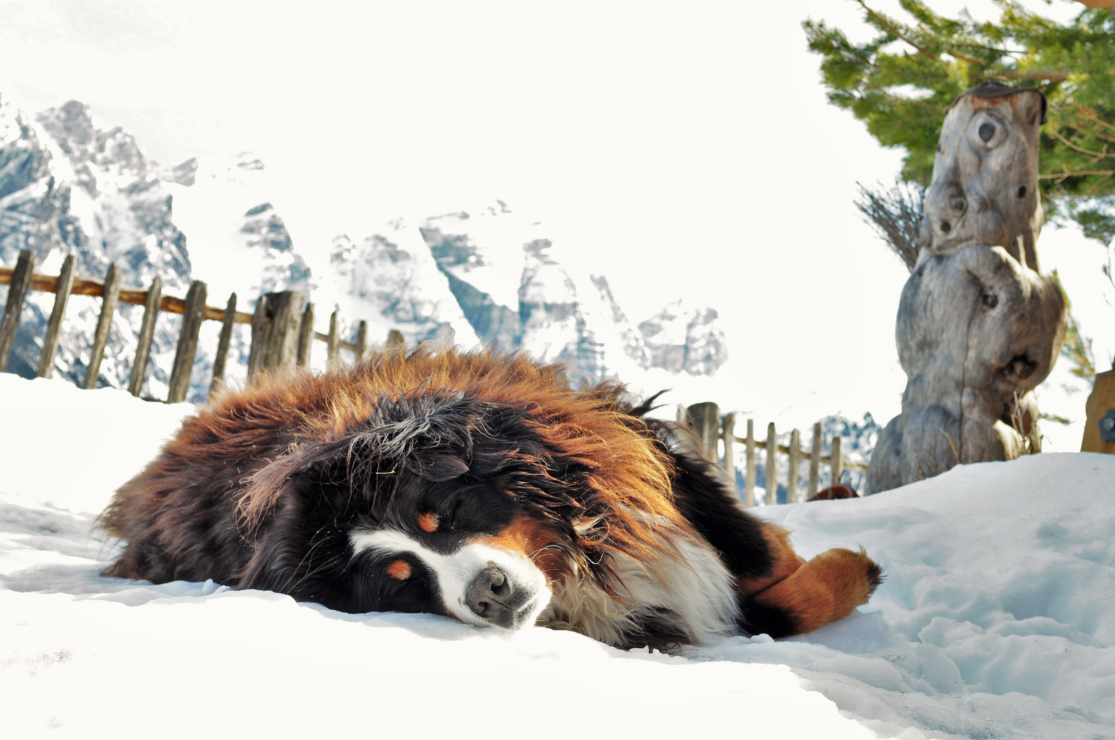 Berner Sennenhund im Winterschlaf auf 1600m