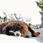 Berner Sennenhund im Winterschlaf auf 1600m