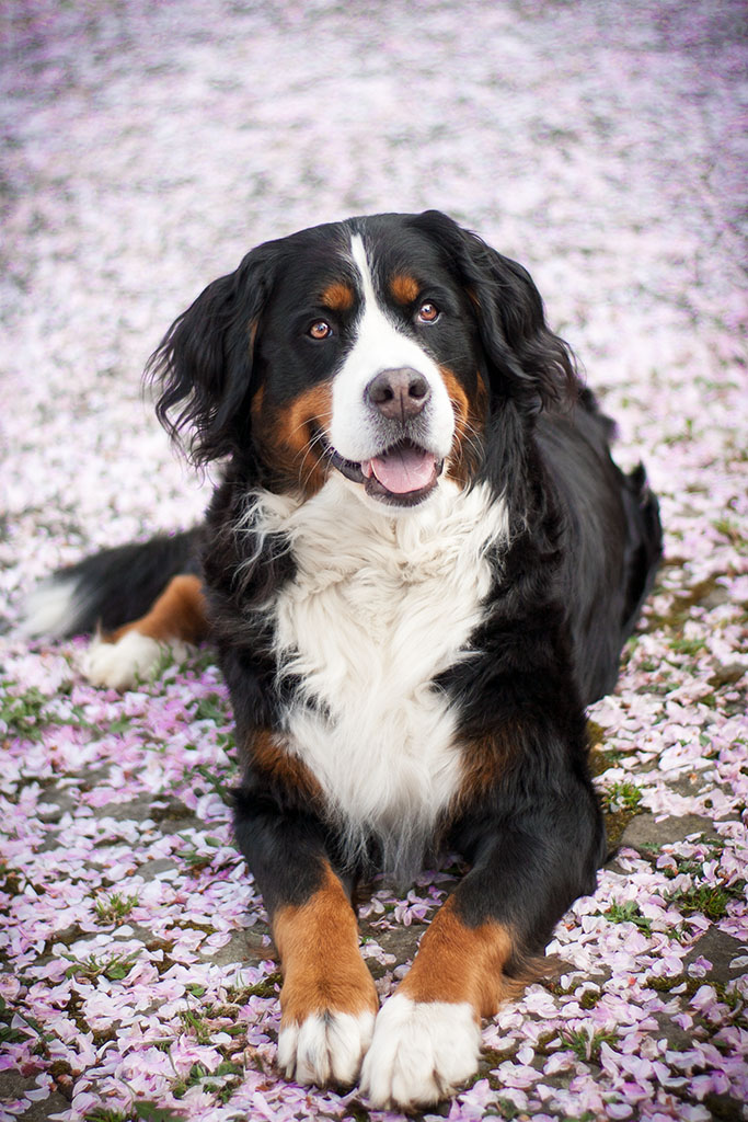 Berner Sennenhund in Kirschblüten