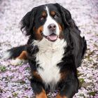 Berner Sennenhund in Kirschblüten