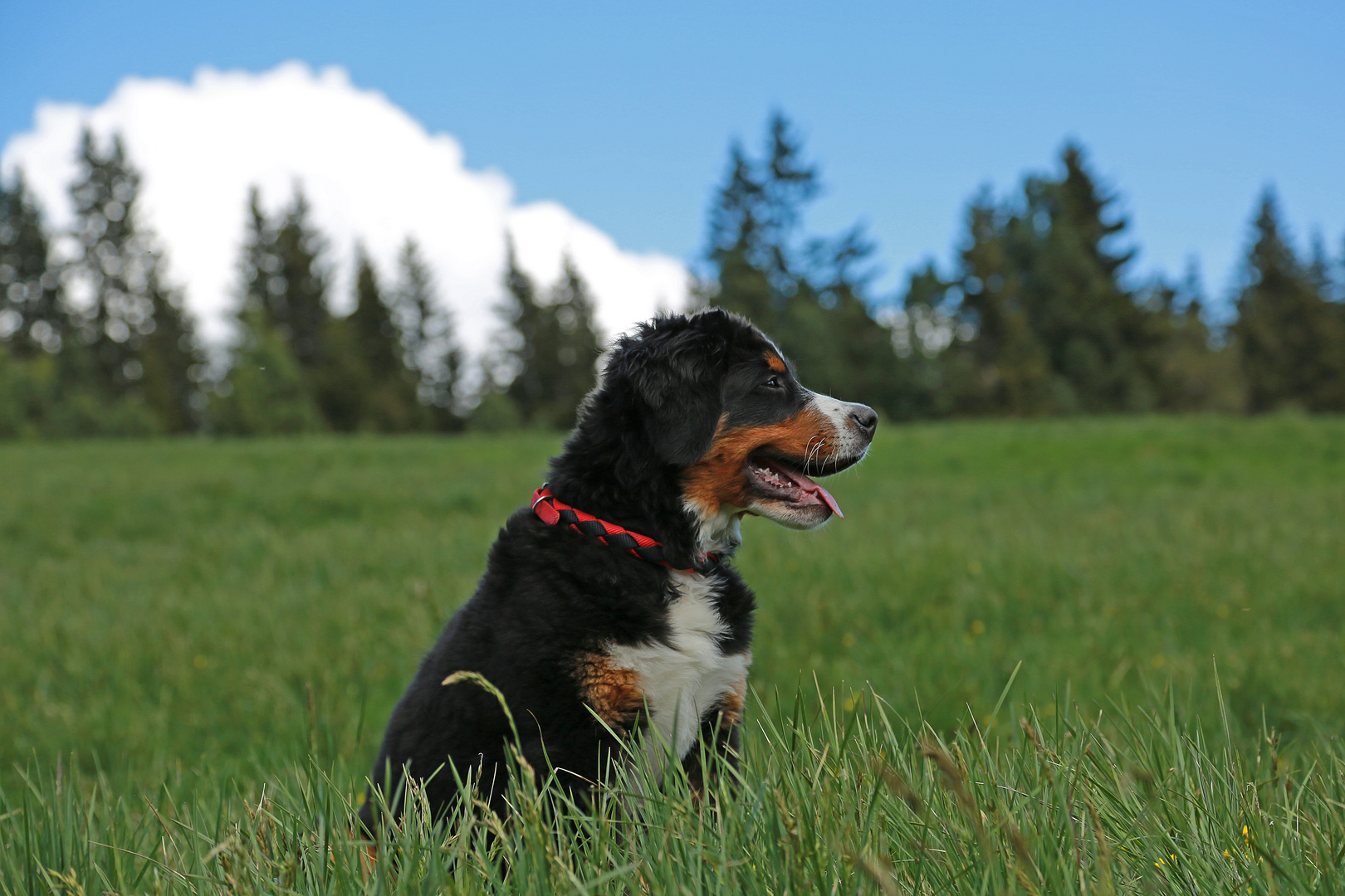 Berner Sennenhund in Südtirol