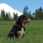 Berner Sennenhund in Südtirol