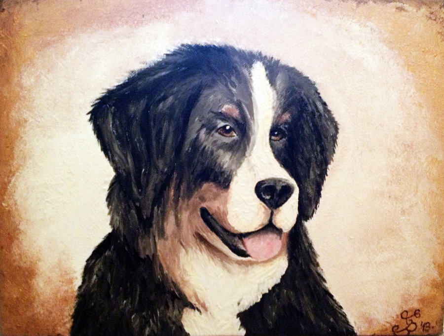 Berner Sennenhund Portrait